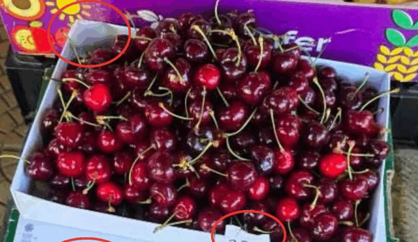 Cmendet cmimi i qershiave. Shikoni se sa shiten ne Tiranë